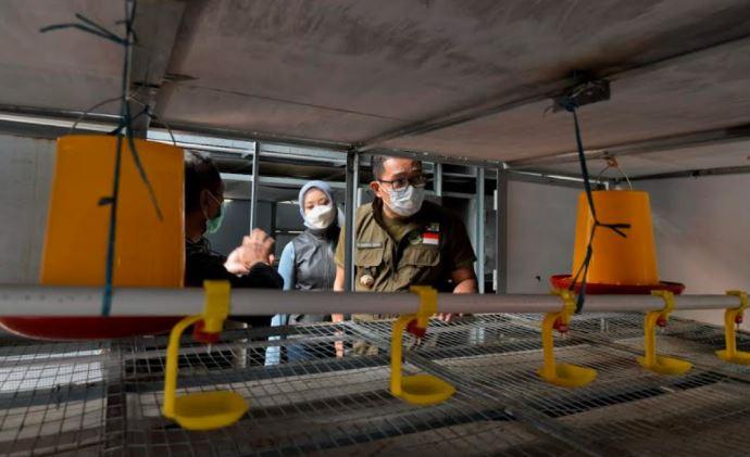 Jabar Perlu 400 Apartemen Ayam Penuhi Permintaan 2 Juta Ekor per Bulan