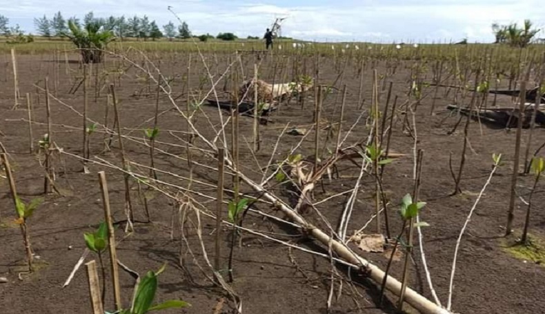 Sampah Laut dan Sungai Ancam Kawasan Mangrove Muara Karangtirta Pangandaran