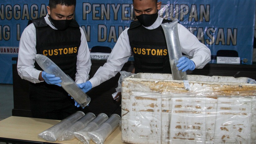 Puluhan Ribu Benih Lobster Selundupan Diamankan Bea Cukai - Bagian 2