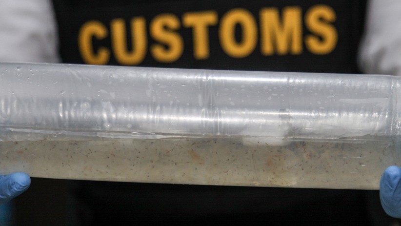 Puluhan Ribu Benih Lobster Selundupan Diamankan Bea Cukai - Bagian 1