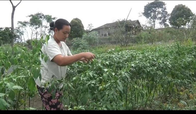 Hujan Abu Merapi Guyur 2 Kecamatan di Boyolali, Warga Rasakan Sesak Napas