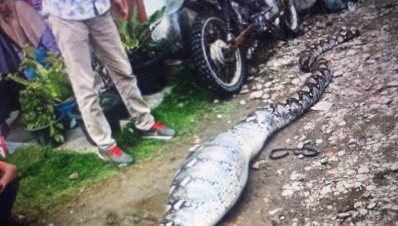 Penampakan Ular Ditangkap Warga Usai Mangsa Kambing di Pasaman Barat, Perutnya Buncit