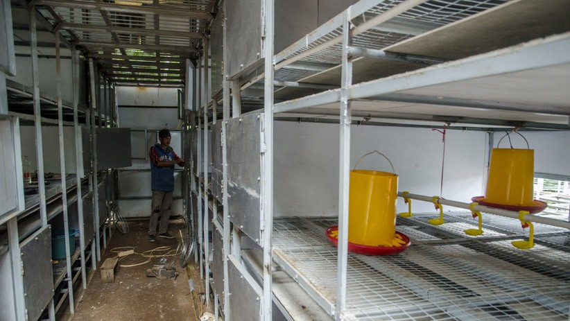 Penampakan Apartemen Ayam 4.0 di Desa Cibodas, Tampung 5.000 Ekor Hewan Ternak - Bagian 1
