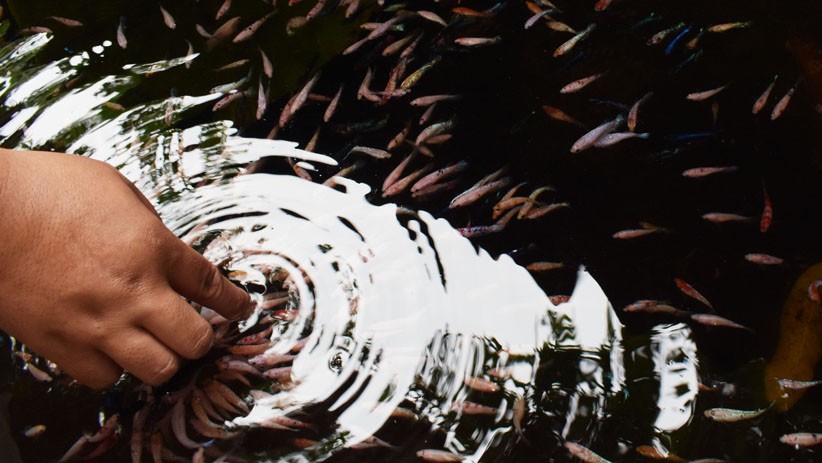 Ikan Cupang Hias di Madiun Dijual hingga Rp5 Juta per Ekor  - Bagian 2