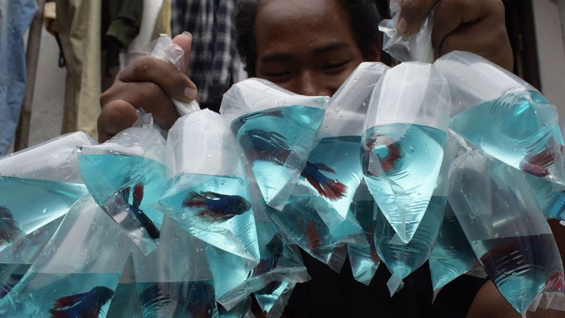 Ikan Cupang Hias di Madiun Dijual hingga Rp5 Juta per Ekor  - Bagian 3