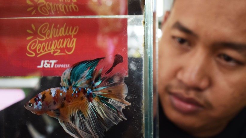 Ikan Cupang Hias di Madiun Dijual hingga Rp5 Juta per Ekor  - Bagian 1