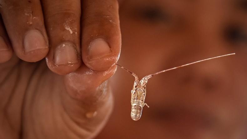 KKP Kembali Gagalkan Pengiriman 29.250 Benih Lobster Berkedok Paket Makanan