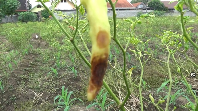 title Gagal Panen, Petani di Jombang Tak Bisa Nikmati Harga Cabai Mahal Gagal Panen, Petani di Jombang Tak Bisa Nikmati Harga Cabai Mahal