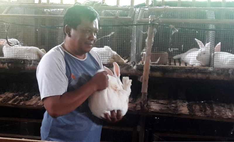 Tak Kalah dengan Tanaman dan Ikan Hias, Permintaan Kelinci Meningkat saat Pandemi