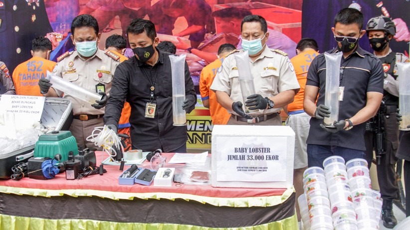 Polresta Sidoarjo Gagalkan Pengiriman Benih Lobster Ilegal - Bagian 2
