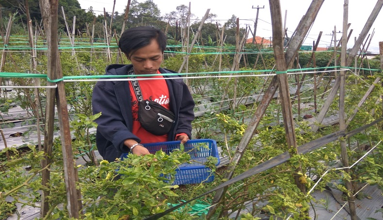Aksi Pencurian Cabai Rawit Siap Panen Marak di Sentra Pertanian KBB