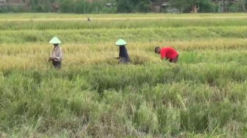 title Harga Gabah Anjlok, Petani Minta Pemerintah Tak Perlu Impor Beras Harga Gabah Anjlok, Petani Minta Pemerintah Tak Perlu Impor Beras