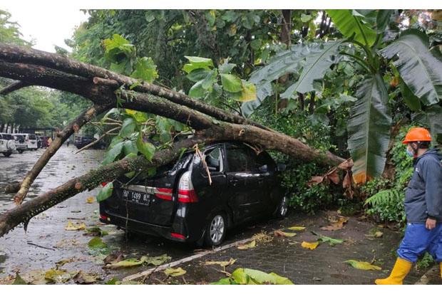  Pohon Tumbang Timpa Mobil dan Rumah Warga di Sleman