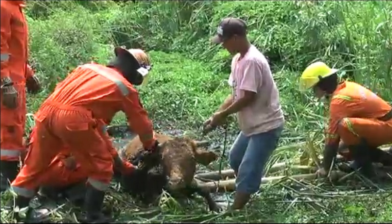 Sapi Limosin Terjebak Lumpur, Proses Evakuasi Berlangsung Dramatis 