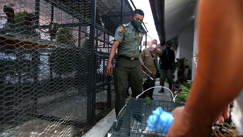BKSDA Evakuasi Sejumlah Burung Dilindungi dari Rumah Dinas Gubernur Aceh - Bagian 3