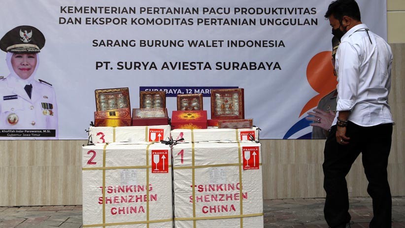 Komoditas Pertanian Unggulan, Sarang Burung Walet Diekspor ke China - Bagian 3