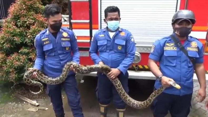 Bikin Panik, Ular Sanca Molurus 3 Meter Masuk Rumah Warga di Gowa