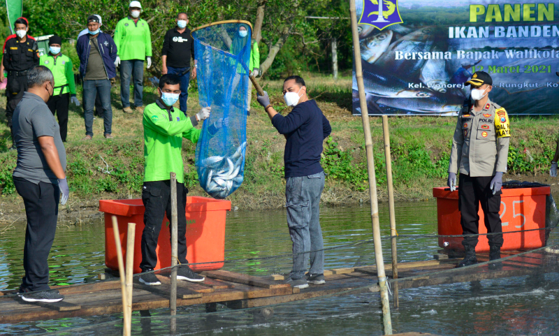 Pakai Sistem Silvofischery, Pemkot Surabaya Sukses Panen 1,25 Ton Bandeng 