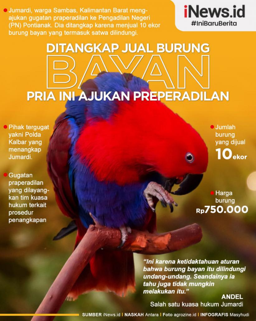Infografis Pria di Sambas yang Ditangkap karena Jual Burung Bayan Ajukan Praperadilan