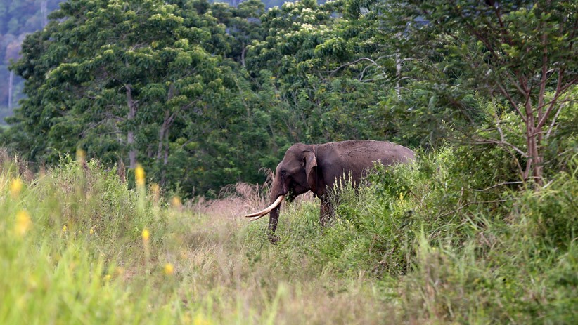 Begini Cara BKSDA Selesaikan Konflik Gajah Liar dan Warga - Bagian 2