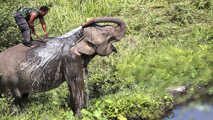 Begini Cara BKSDA Selesaikan Konflik Gajah Liar dan Warga - Bagian 1