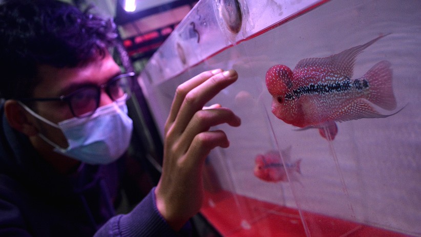 Melihat Cantiknya Ikan Louhan Jenis Super Red Dragon - Bagian 2