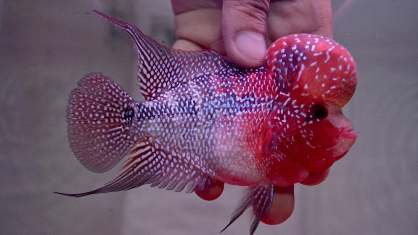 Melihat Cantiknya Ikan Louhan Jenis Super Red Dragon - Bagian 1