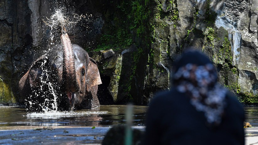 Taman Margasatwa Ragunan Kembali Dibuka, Kapasitas Pengunjung 5.000 Orang - Bagian 1