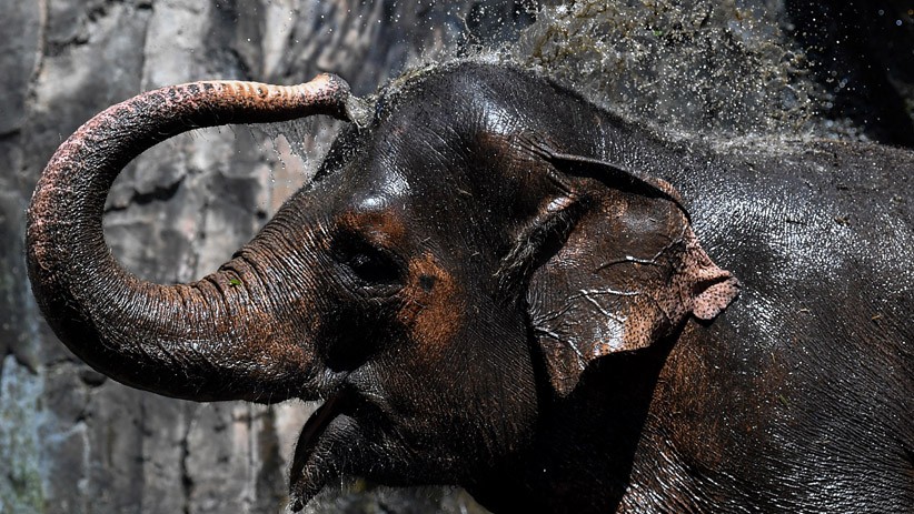 Taman Margasatwa Ragunan Kembali Dibuka, Kapasitas Pengunjung 5.000 Orang - Bagian 2