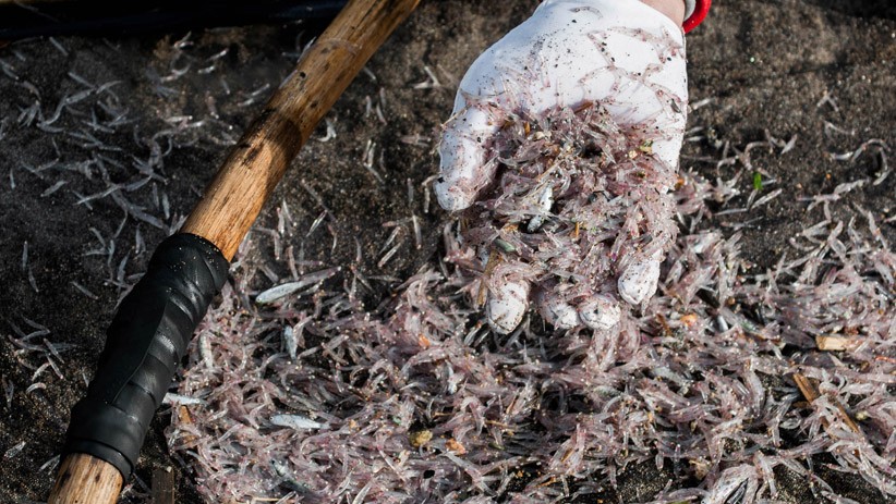 Tradisi Nyalawean, Kegiatan Jaring Ikan Teri Setiap Tanggal 25 Bulan Rajab - Bagian 2