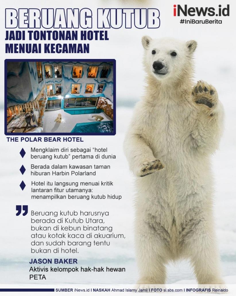 Infografis Hotel di China Jadikan Beruang Kutub Hidup Tontonan Para Tamu