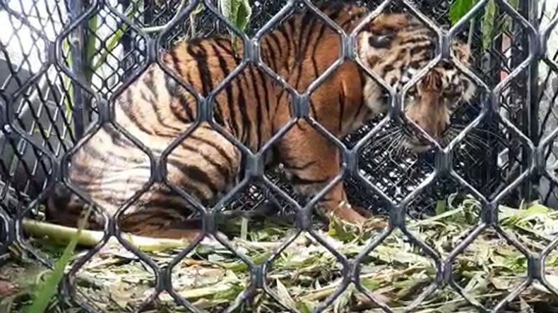 Dinyatakan Sehat, Seekor Harimau Sumatera Dilepasliarkan ke TNGL