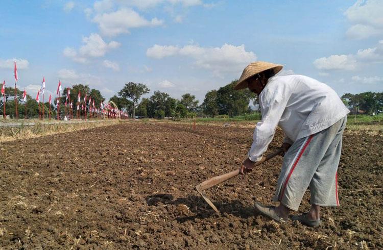 Alih Fungsi Lahan Meningkat, Dinas Pertanian Kulonprogo Cetak Sawah Baru Seluas 50 Hektare