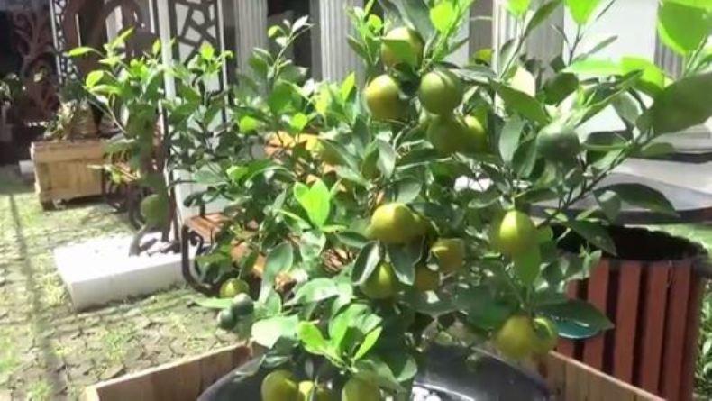 Pemkot Dorong Warga Semarang Manfaatkan Lahan Sempit lewat Urban Farming