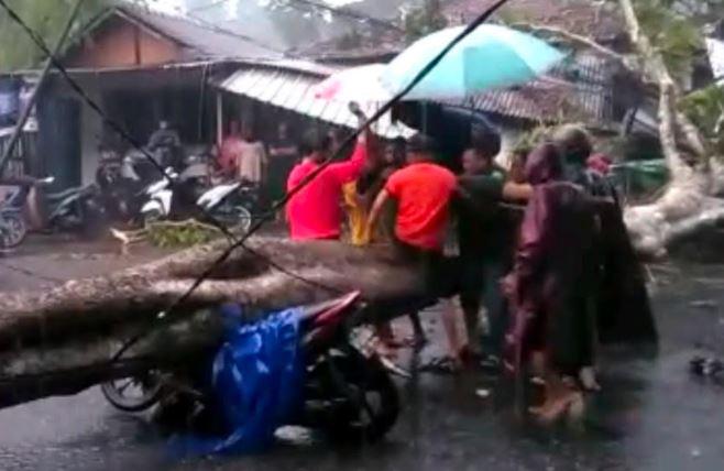 Pohon Akasia 20 Meter Tumbang Timpa Pasutri di Malang, Rumah dan Tiang Listrik Roboh
