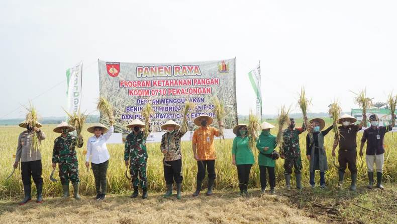 Program Ketahanan Pangan, Kodim Pekalongan Panen Raya Padi Mapan P-05 