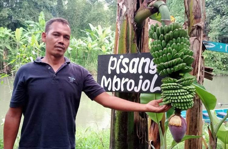 Dipasak Pakai Bambu, Rekayasa Pisang Mbrojol Munculkan Tandan di Tengah Batang Pohon