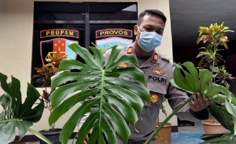Curi Tanaman Hias Monstera, Warga Pontianak Ditangkap usai Jual di Facebook