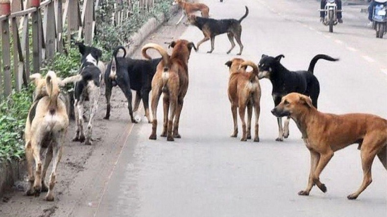 Perkosa 30 Anjing Liar Penjual Sayur Ini Ditangkap Polisi