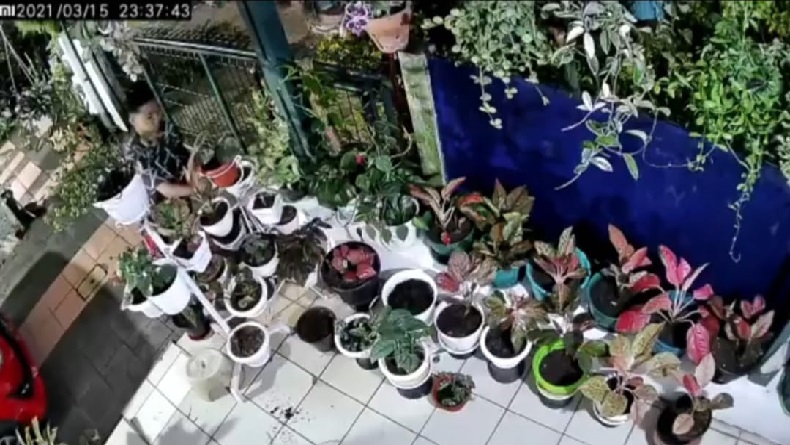 Pencurian 47 Batang Tanaman Hias Aglonema Terekam Kamera CCTV di Cianjur