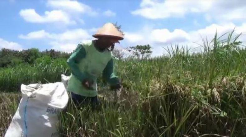 Tolak Impor Beras, Begini Jeritan Hati Petani Boyolali ketika Harga Gabah Anjlok 
