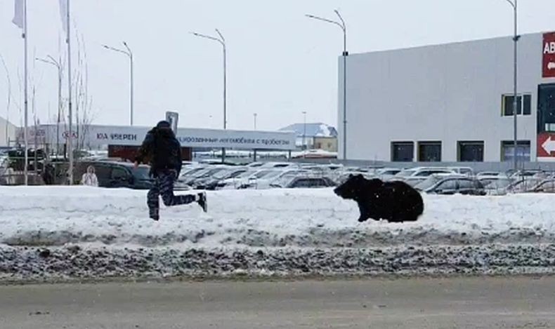 Ngeri, Jalan-jalan ke Gunung, Perempuan Ini Tewas Diserang Beruang, Tubuhnya Termutilasi