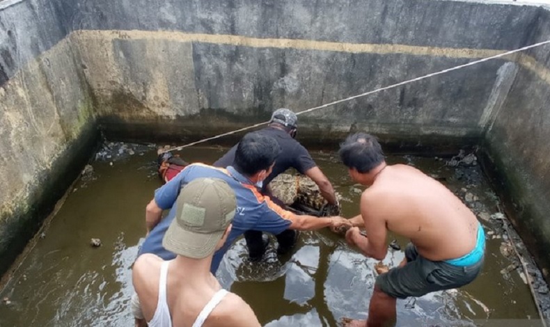 Pemiliknya Meninggal, Buaya 2,5 Meter di Bengkayang Diserahkan ke Balai Konservasi