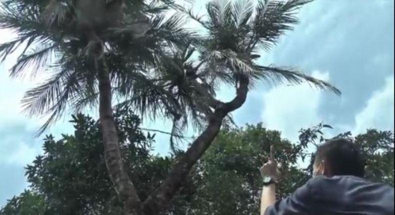 Pohon Kelapa Bercabang 9 di Jepara, Diyakini Bisa Jadi Obat Alternatif 