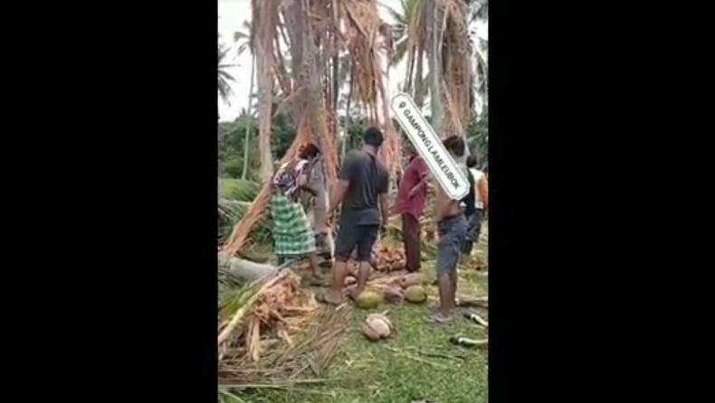 Video Pohon Kelapa Hancur dan Sapi Mati Viral, Diduga akibat Tersambar Petir