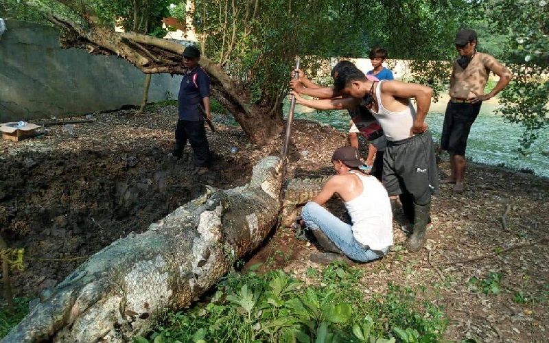 title Baron, Buaya Tertua di Penangkaran Blanakan Mati di Usia 80 Tahun Baron, Buaya Tertua di Penangkaran Blanakan Mati di Usia 80 Tahun