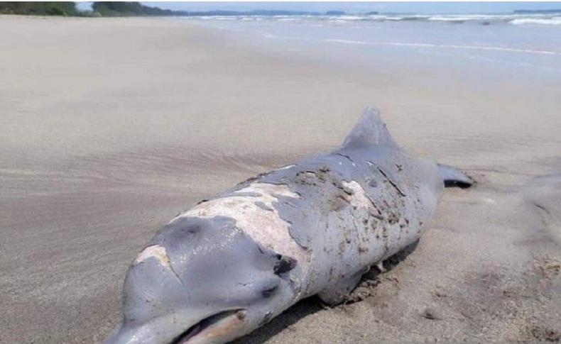 Lumba-Lumba Ditemukan Mati Terdampar di Pantai Muara Upu Tapanuli Selatan