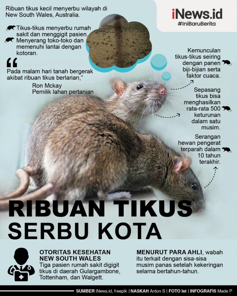 Infografis Ribuan Tikus Serbu Kota, Bikin Tanah Berguncang