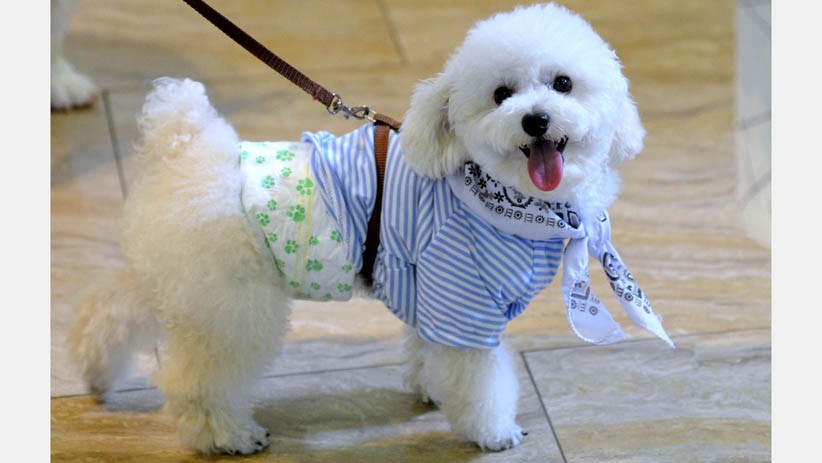 Penampilan Lucu Anjing Memakai Kostum - Bagian 2