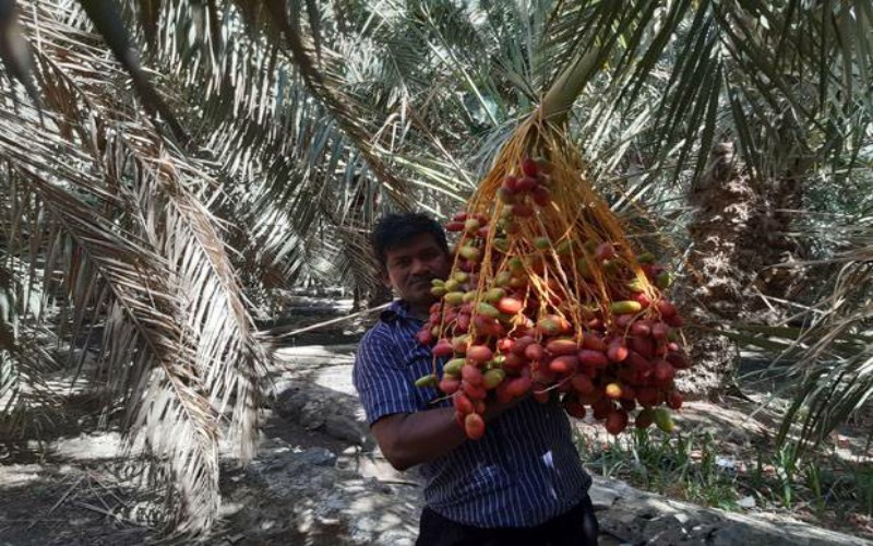  Arab Saudi Hadiahkan 100 Ton Kurma untuk Indonesia
